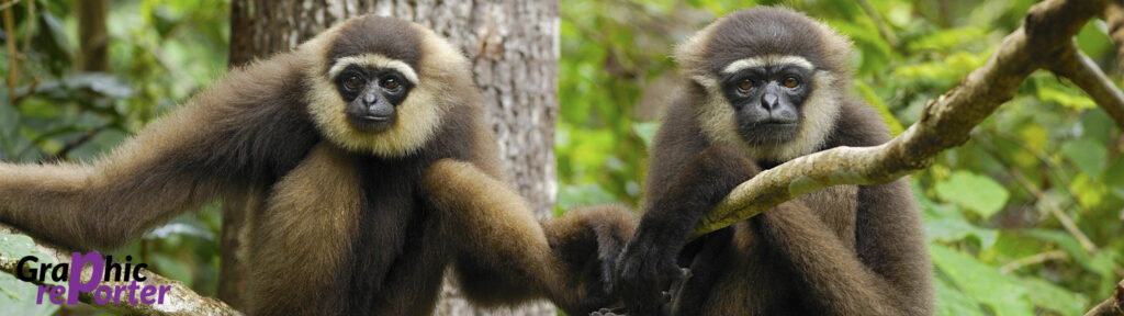 5120x1440p 329 Gibbon Background