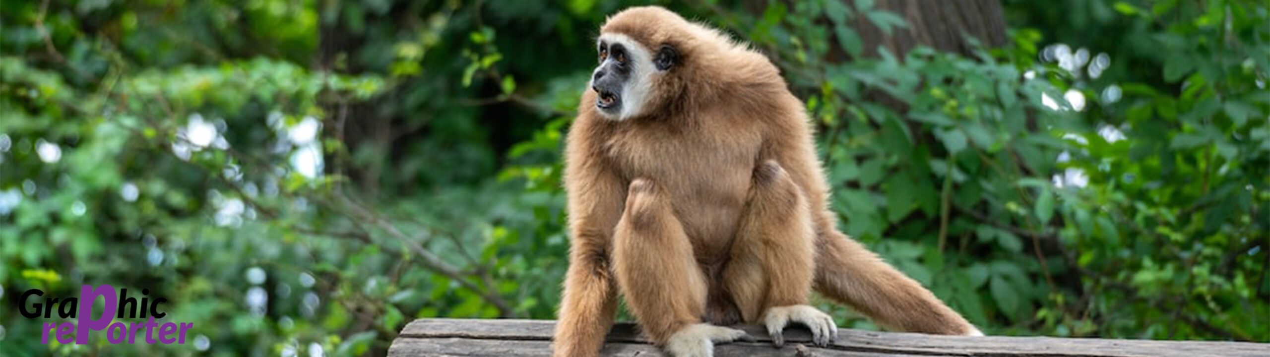 5120x1440p 329 Gibbon HD Images