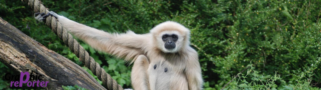 5120x1440p 329 Gibbon HD Wallpaper