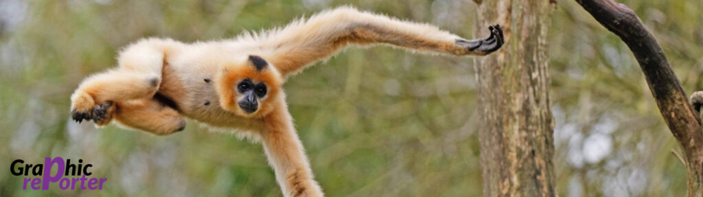 5120x1440p 329 Gibbon Wallpaper