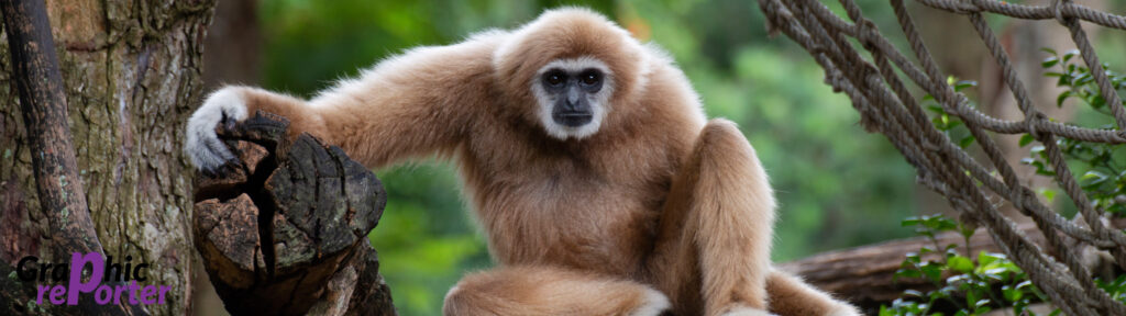 Download 4K White Baby Gibbon Background  Wallpaperscom